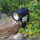 LED Gartenleuchte Amira 5W Warmweiß 500lm mit Erdspieß
